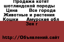 Продажа котят шотландской породы › Цена ­ - - Все города Животные и растения » Кошки   . Амурская обл.,Зея г.